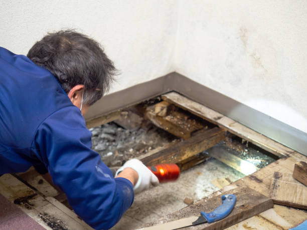 Best Crawl Space Mold Removal  in De Pere, WI