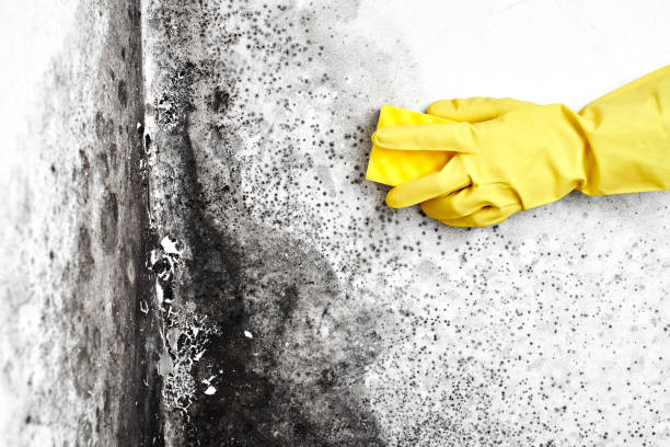 Best Affordable Mold Removal  in De Pere, WI
