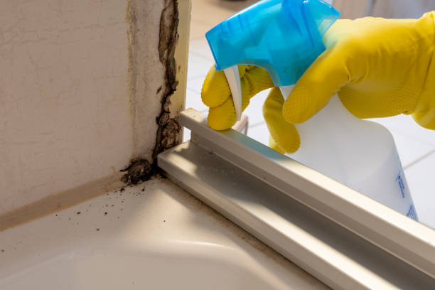 Best Fast Mold Removal  in De Pere, WI