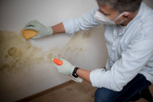 Best Office Mold Removal Services  in De Pere, WI