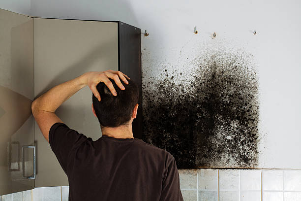 Best Black Mold Removal  in De Pere, WI