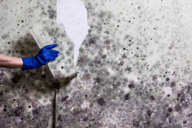 Best Mold Removal Process  in De Pere, WI